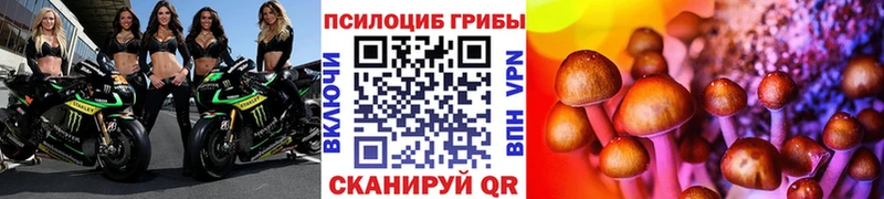 где купить наркоту  Советск  Псилоцибиновые грибы мицелий 